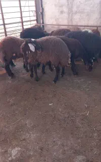گوسفند