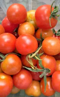 گوجه محلی گیلاسی