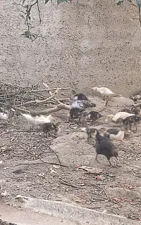 جوجه اردک 2ماهه