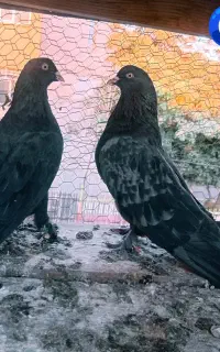 کبوتر قدیمی