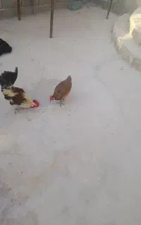 فروش خروس و مرغ جوان