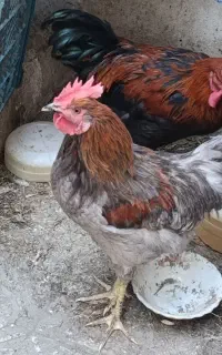 خروس