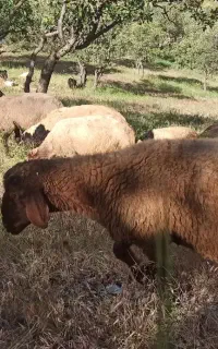 بره نر