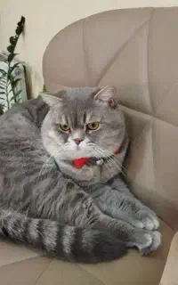 گمشده