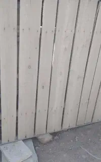 تخت مناسب باغ