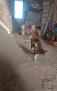 دو عدد خروس لاری چهار عدد مرغ لاری