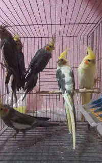 عروس هلندی