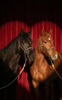 مادیون های خاص پسند