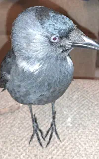 زاغ گردن بور