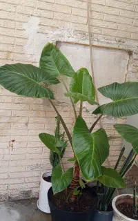 گل و گیاه طبیعی.بابا آدم