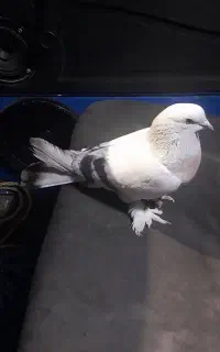 گمشده