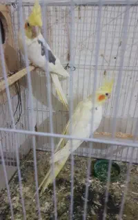 جفت عروس هلندی کارداده