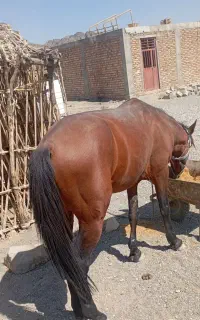 فروش فوری