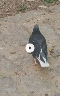باخت دادم
