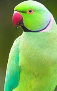فروش ملنگو