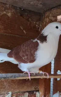 کفتر دزدیده شدن