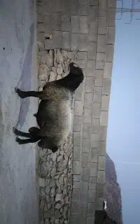 فروش قوچ شال اصیل