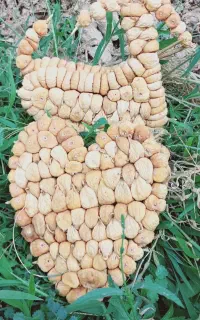 انجیر تازه