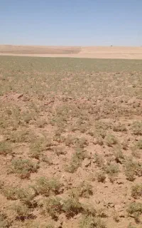نخود قرمز