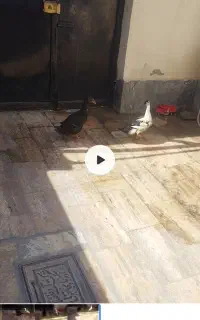 ی جفت اردک