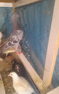 کبوتر نروماده