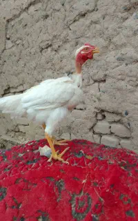 جوجه خروس