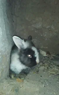 خرگوش ماه