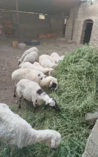 گوسفند میش آبستن جوان