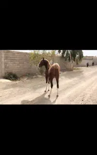 کره نریون تازه سواری شده