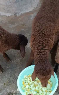 بره