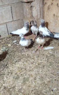 کبوتر کلدم
