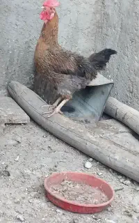 مرغ