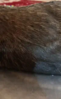 خیگ