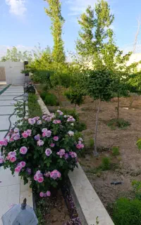 باغبانی.تیلرزنی.هرس. کاشت گل ونهال