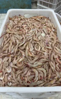 میگو تازه مطاف