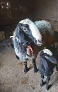 فروش قوچ