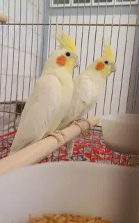 عروس هلندی