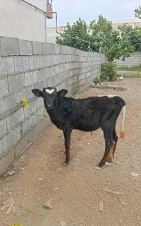 گوساله ماده آس