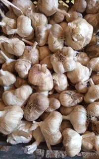 سیر