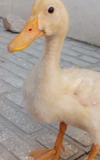 اردک اسرائیلی