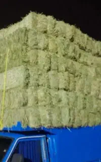 یونجه بسته چین ۴ بدون گیاه