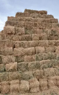 علوفه یونجه