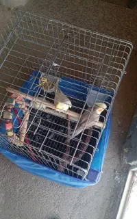 عروس هلندی