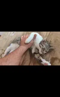 واگذاری بچه گربه پنج ماهه