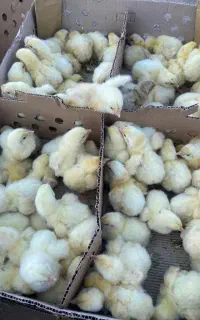 راس 308 نژاد فوق سنگین
