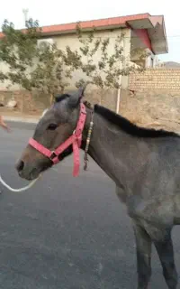 اسب مادیان