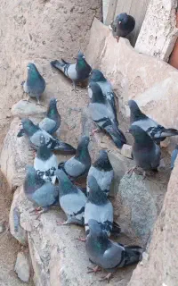کبوتر