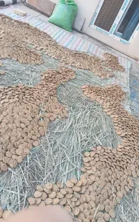 ترخینه گهواره