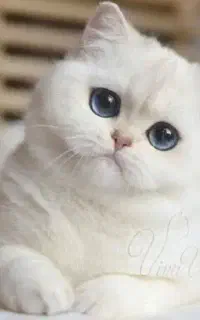 پانسیون نگهداری از گربه یا گرفتن رایگان بچه گربه