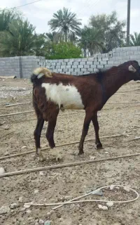 چپشت فروشی